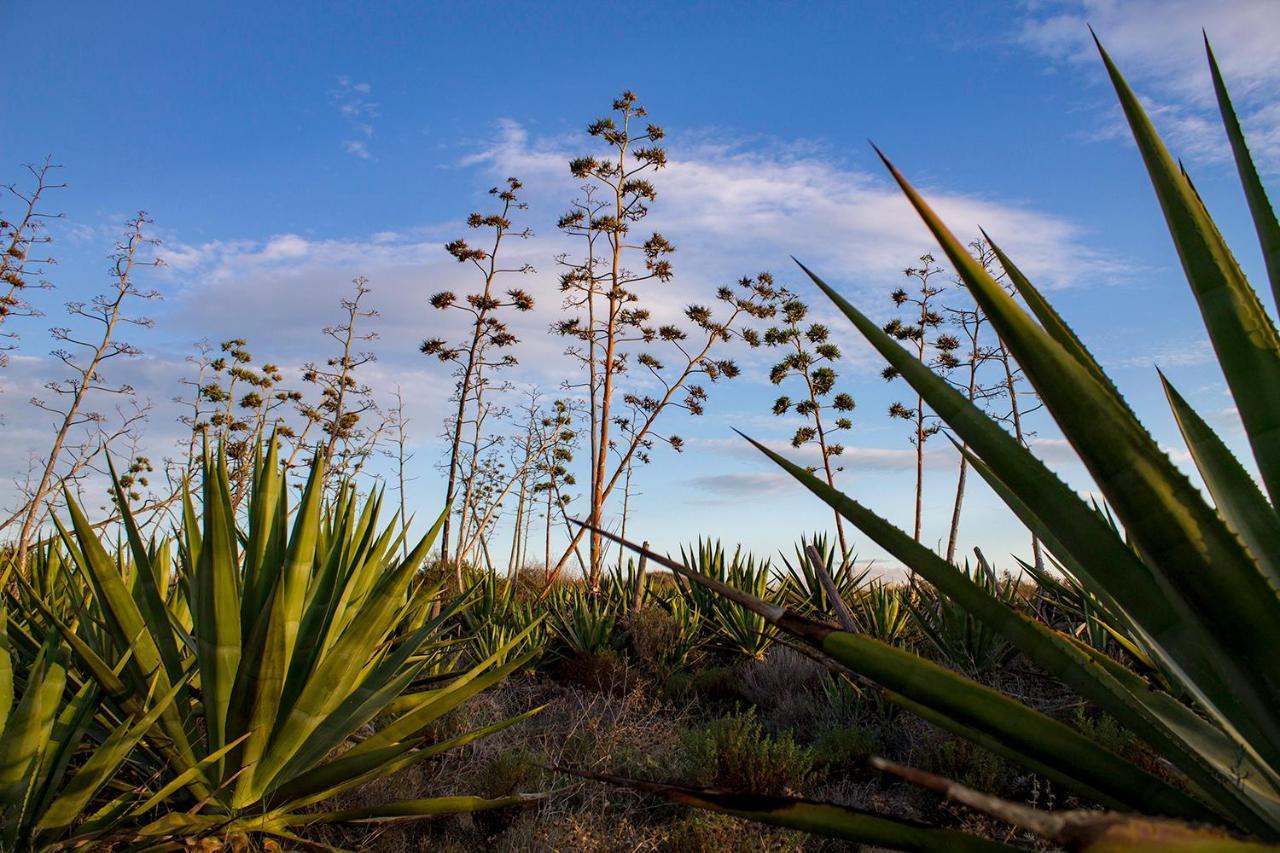 La Palmera. El Amanecer En El Parque Natural Agua Amarga  Extérieur photo